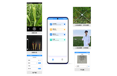 钦州市小麦亩穗数分析仪IN-XM02